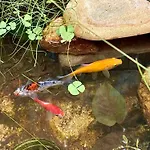 Appt Jardin Prive 2 Pieces Piscine, Tennis Petanque Dans Apartment *